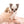 “Introducing Mila – The Ultra-Rare Cloned Program Puppy No One Else Can Offer!”