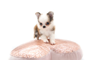 “Introducing Mila – The Ultra-Rare Cloned Program Puppy No One Else Can Offer!”