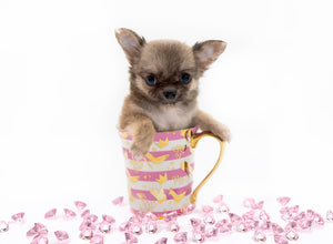 “Meet Bell – The World’s First Ultra-Rare Teacup Puppy You’ll Never Find Again!”