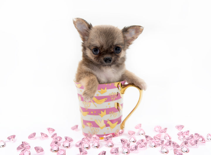 “Meet Bell – The World’s First Ultra-Rare Teacup Puppy You’ll Never Find Again!”