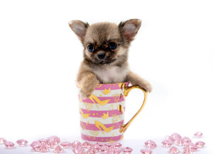 “Meet Bell – The World’s First Ultra-Rare Teacup Puppy You’ll Never Find Again!”