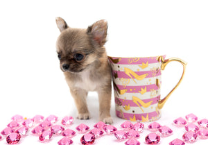 “Meet Bell – The World’s First Ultra-Rare Teacup Puppy You’ll Never Find Again!”