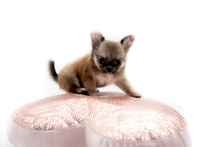 “Meet Bell – The World’s First Ultra-Rare Teacup Puppy You’ll Never Find Again!”