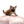 “Meet Bell – The World’s First Ultra-Rare Teacup Puppy You’ll Never Find Again!”