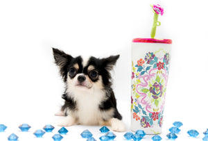 “Rare Find: Isla – Beautiful, Fully Grown, and Unbelievably Small!”