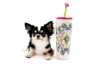 “Rare Find: Isla – Beautiful, Fully Grown, and Unbelievably Small!”