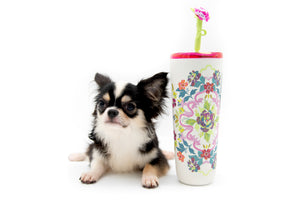 “Rare Find: Isla – Beautiful, Fully Grown, and Unbelievably Small!”