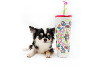 “Rare Find: Isla – Beautiful, Fully Grown, and Unbelievably Small!”