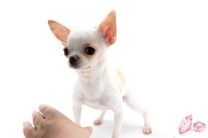 “Meet Amara – Fully Grown, Tiny, and Trained to Perfection"