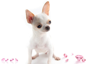 “Meet Amara – Fully Grown, Tiny, and Trained to Perfection"