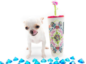 “Meet Amara – Fully Grown, Tiny, and Trained to Perfection"