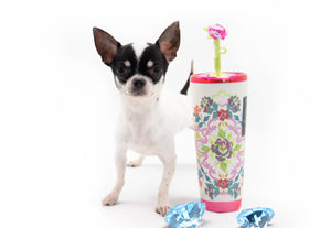 “Lumi Is Here – Ultra-Rare, Fully Grown Teacup Chihuahua Beauty 🐾”