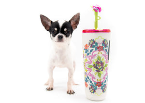 “Lumi Is Here – Ultra-Rare, Fully Grown Teacup Chihuahua Beauty 🐾”