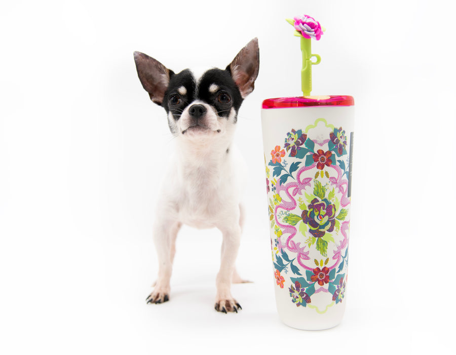 “Lumi Is Here – Ultra-Rare, Fully Grown Teacup Chihuahua Beauty 🐾”