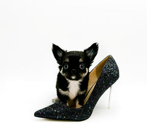 Louis LC Tricolor