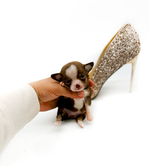 Hershey Micro Girl