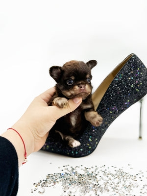 Prima Donna Micro LC Choco Girl