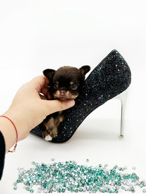 Prima Donna Micro LC Choco Girl