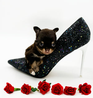 Prima Donna Micro LC Choco Girl