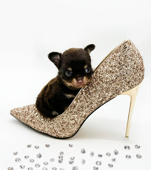 Prima Donna Micro LC Choco Girl