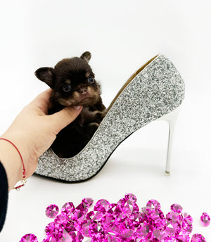 Prima Donna Micro LC Choco Girl