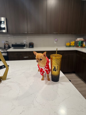 Sandy 1y Old Tiny Girl