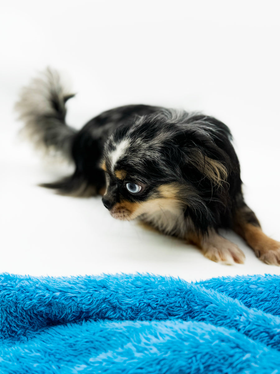 Alma Micro Blue Merle Boy