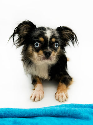 Alma Micro Blue Merle Boy