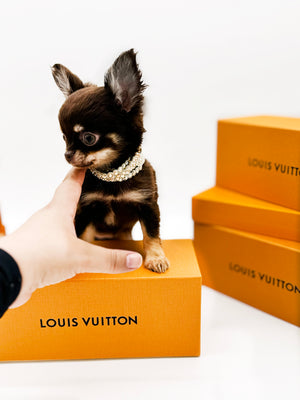 Prima Donna Micro LC Choco Girl