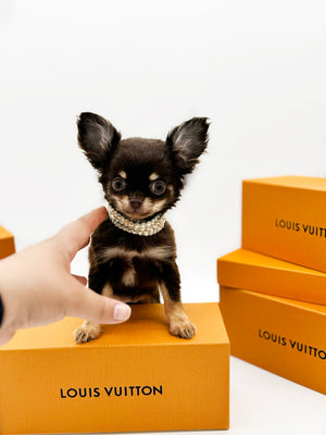 Prima Donna Micro LC Choco Girl