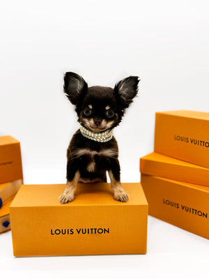 Prima Donna Micro LC Choco Girl