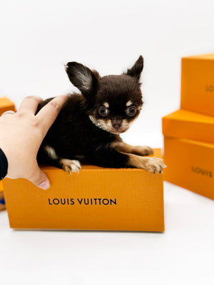 Prima Donna Micro LC Choco Girl