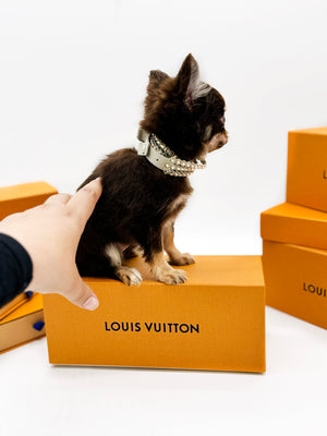 Prima Donna Micro LC Choco Girl