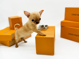 Sandy 1y Old Tiny Girl