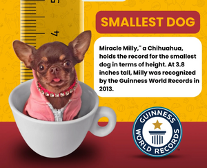 Breeding / Pregnancy Consultation