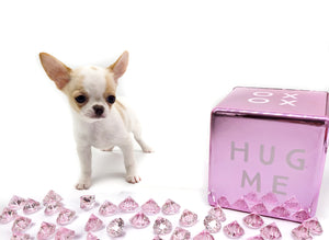 “Introducing Mila – The Ultra-Rare Cloned Program Puppy No One Else Can Offer!”
