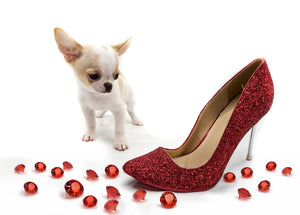 “Introducing Mila – The Ultra-Rare Cloned Program Puppy No One Else Can Offer!”