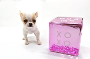 “Introducing Mila – The Ultra-Rare Cloned Program Puppy No One Else Can Offer!”