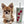 “Presenting Nova Boy– The World’s First Exclusive Cloned Program Teacup Puppy!”