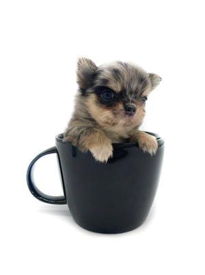 Chanel Micro Blue Merle Girl