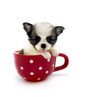 Panda Sally LC Girl
