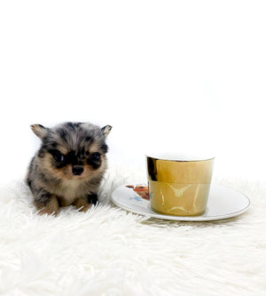 Chanel Micro Blue Merle Girl