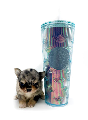 Chanel Micro Blue Merle Girl