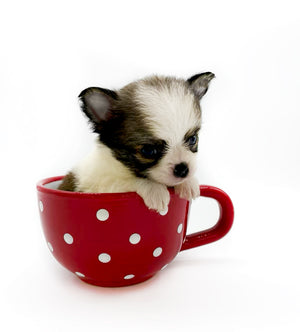 Panda Sally LC Girl