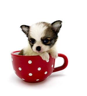 Panda Sally LC Girl