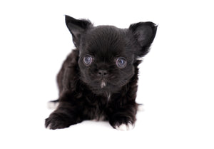 Konay LC Teacup Extreme short muzzle