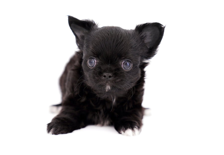 Konay LC Teacup Extreme short muzzle