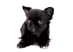 Konay LC Teacup Extreme short muzzle