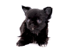 Konay LC Teacup Extreme short muzzle