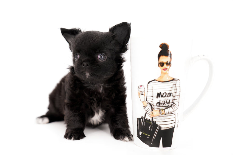Konay LC Teacup Extreme short muzzle